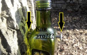 Як прибити скляну пляшку до дерева