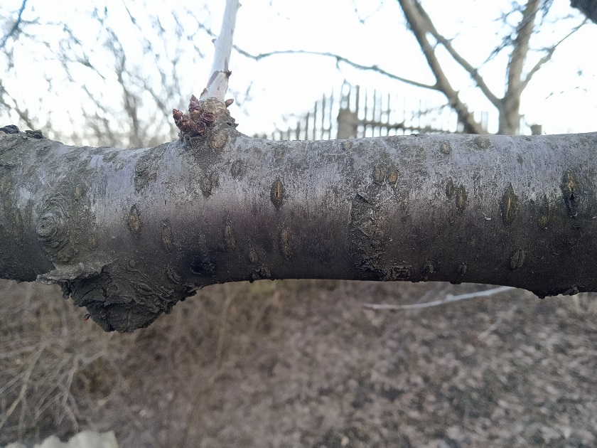 Greffage sur un tronc d&#39;arbre avec une perceuse