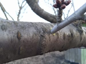 Injerto en el tronco de un árbol con un taladro