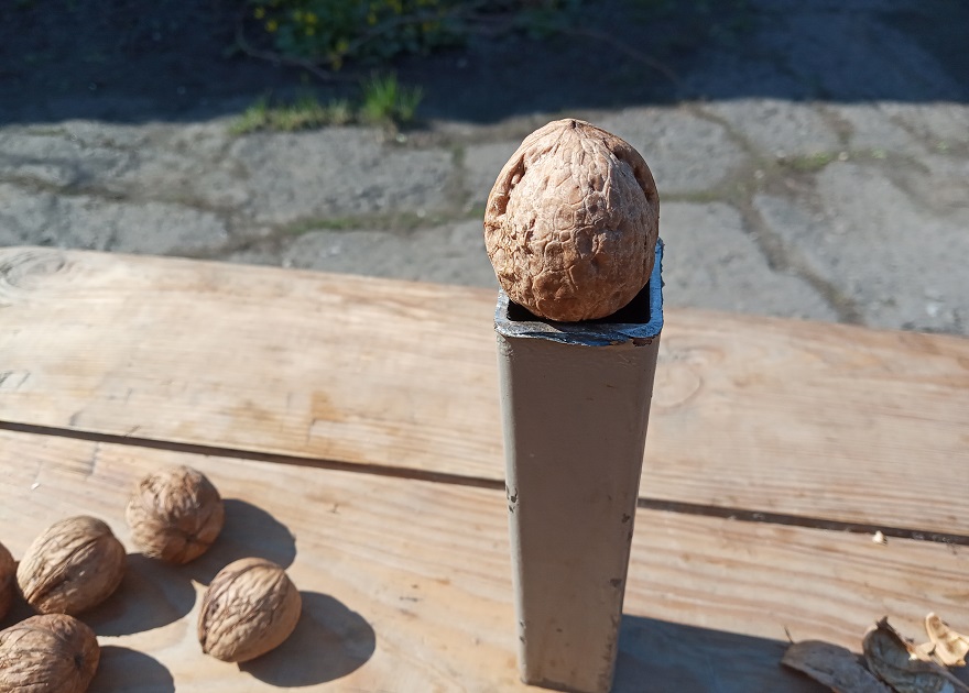 Как колоть грецкие орехи, чтобы ядра были целыми. (Фото и Видео:)