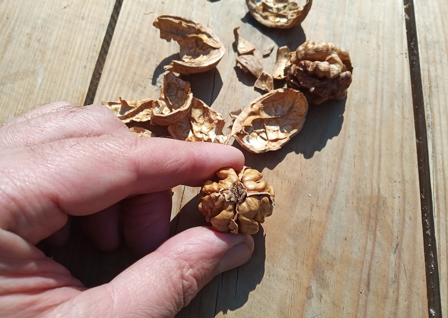 Comment fendre les noix pour que les cerneaux soient entiers. (Photo et vidéo :) 